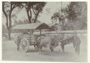 Malları taşıyan bir kağnı arabasında iki Cavalı çocuk