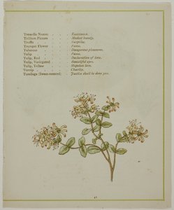 Çiçeklerin Aydınlatılmış Dilinden Volkamenia Yoluyla Valerian by Kate Greenaway