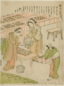Plaka 6 (Yeni Örülmüş Kozaların İncelenmesi), "Kaiko Yashinai-gusa" serisinden by Katsukawa Shunsho