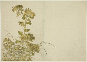 Kış Çiçekleri: Krizantemler, "Zevk Alanlarının Güzel Kadınlarının Aynası (Seiro bijin awase sugata kagami)" kitabından, cilt. 1 by Katsukawa Shunsho