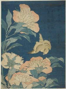 Kanarya ve Şakayık (Kanaari, shakuyaku), isimsiz bir dizi çiçek ve kuştan by Katsushika Hokusai