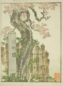 Komachi Kiraz Ağacı (Komachi zakura), "Doğu
