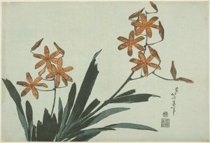Turuncu Orkideler, isimsiz bir çiçek serisinden by Katsushika Hokusai