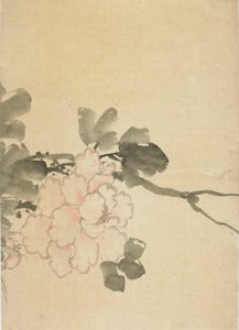 Şakayık, 18. yüzyılın sonu ve 19. yüzyılın başı. by Katsushika Hokusai