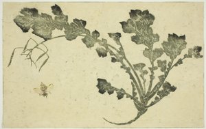 Yaban arısı ve şalgam sapı, "Hokusai