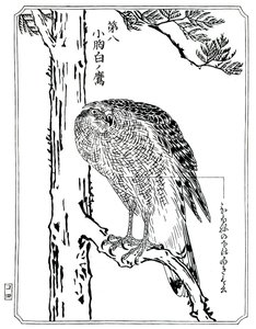 Bir şahin, 1898. by Kawanabe Kyosai