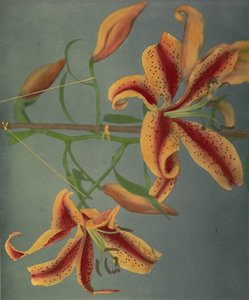 Lily, 1896 (elle renklendirilmiş kolotip)