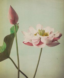 Lotus, 1896 (el ile renklendirilmiş kolotip)
