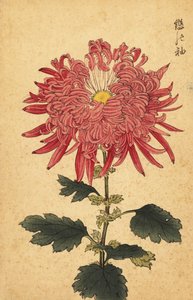 Hibrit pembe tüy krizantem.,1893 (gravür) by Keika Hasegawa