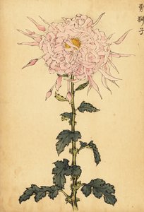 Hibrit pembe örümcek krizantem.,1893 (gravür)