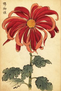 Melez kırmızı ve pembe krizantem.,1893 (gravür) by Keika Hasegawa