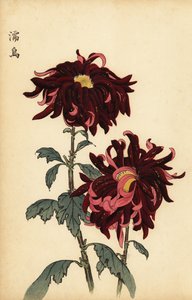 Melez alacalı koyu kırmızı ve pembe krizantem.,1893 (gravür) by Keika Hasegawa