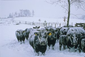 Sığır, Fauquier County, VA, kış, kar, 2006 (fotoğraf) by Kenneth Garrett