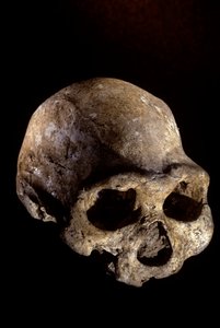 Homo erectus kafatası, dişsiz, Dmanisi, Gürcistan Homo erectus alanı by Kenneth Garrett