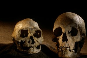 Homo erectus kafatası, dişsiz ve modern insan kafatası, Dmanisi by Kenneth Garrett