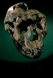 Turkana Boy, Kenya, Batı Turkana, Turkana Gölü, KNMER-WT15000, H. erectus, Nariokotome..., 2008 (fotoğraf) by Kenneth Garrett