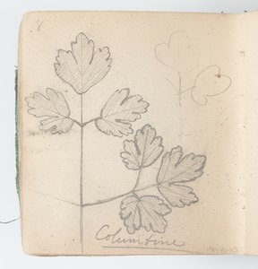 Sketchbook Sayfası: Columbine