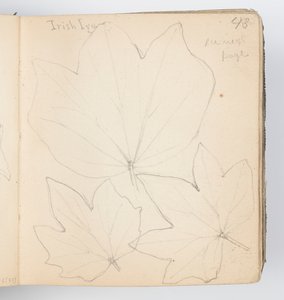 Sketchbook Sayfası: İrlanda Sarmaşık Yaprakları by Kenyon Cox