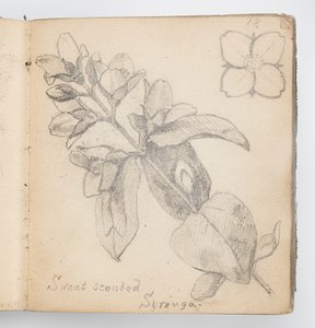 Sketchbook Sayfası: Tatlı Kokulu Şırınga by Kenyon Cox