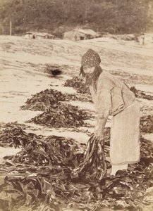 Ainu woman harvesting seaweed, c.1900 (albumen silver print) by Kenzô Tamoto
