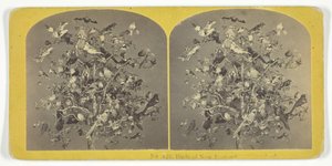 Birds of New England, 185575. Yaratıcılar: Kilburn Brothers, BW Kilburn.