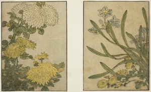 Kasımpatı ve Nergis, resimli kitaptan "Resimli Kitap: Dört Mevsim Çiçekleri (Ehon shiki no hana)," cilt. 2 by Kitagawa Utamaro
