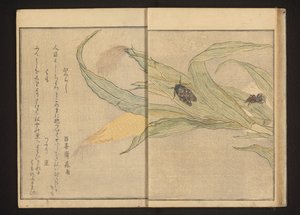 Mısır üzerinde ağustosböceği ve örümcek by Kitagawa Utamaro