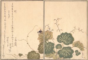 Solucan Mimizu, Cricket Korogi..., 1788. by Kitagawa Utamaro