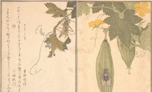 G Rashopper çekirge, Shikada yarı. .. .. , 1788. by Kitagawa Utamaro