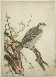 Erik dalı üzerinde şahin by Kitagawa Utamaro