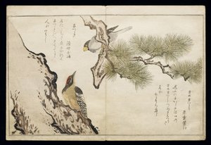 S.332-1946 Vol.1 f.3 Hawfinch and a Woodpecker, 
