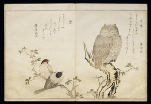 P.332-1946 Vol.2 f.4 An Owl and two Eastern Bullfinches, from an album 