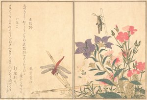 Kızıl Yusufçuk Akatonbo, Locust Inago..., 1788. by Kitagawa Utamaro