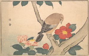 Kuşlu Kamelyalar, 1789.