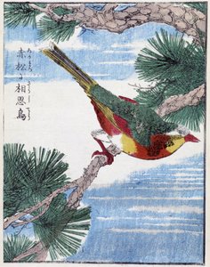 Ağaçtaki kuş. Kitao Kosuisai tarafından Japon çizimi by Kitao Shigemasa