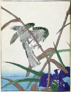 Ağaçtaki kuş. Kitao Kosuisai tarafından Japon çizimi by Kitao Shigemasa