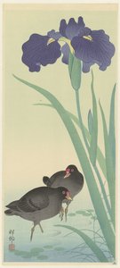 Moorhens ve İrisler (renkli gravür) by Ohara Koson