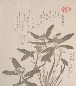 Daphne odora ve Mojisuri-so, 19. yüzyıl. by Kubo Shunman