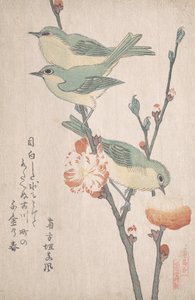 Şeftali Ağacının Dalındaki Japon Beyaz Gözleri,..., ca. 1805-10.