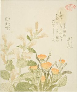 Marigold (Kinsenka) ve Rashomon Flowers, "Kasumi Şiir Çemberi için Bitki Koleksiyonu (Kasumi-ren somoku awase)" serisinden by Kubo Shunman