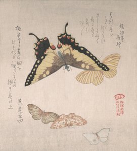 Çeşitli güveler ve kelebekler, 19. yüzyıl. by Kubo Shunman
