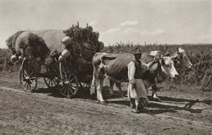 Romanya: Çömlek tüccarı (s/b fotoğraf) by Kurt Hielscher