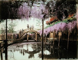Wisteria, Kameido, Tokyo (kartta elle renkli albümin baskısı) by Kusakabe (attr. to) Kimbei