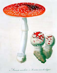Amanita Muscaria Sinek Mantarı, 1821 by LFJ Hoquart