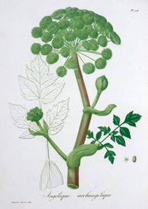 Angelica Archangelica Bahçesi Angelica, 1821 by LFJ Hoquart