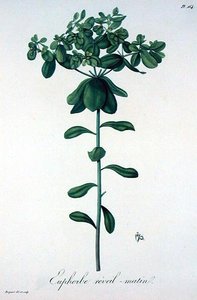 Joseph Roques (1772-1850) tarafından 
