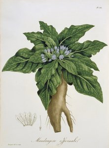 Joseph Roques (1772-1850) tarafından 1821