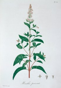 Mentha Piperita Nane, 1821 by LFJ Hoquart
