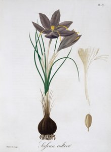 Safran Çiğdem, 1821. by LFJ Hoquart
