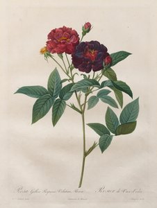 Güller: Rosa Gallica Purpurea Velutina Parva by Langlois